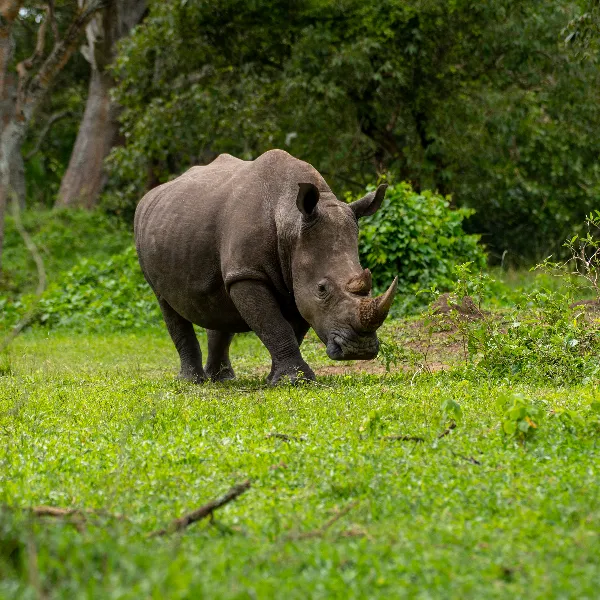 Ziwa Rhino UWA