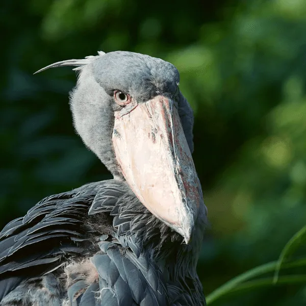 Shoebill