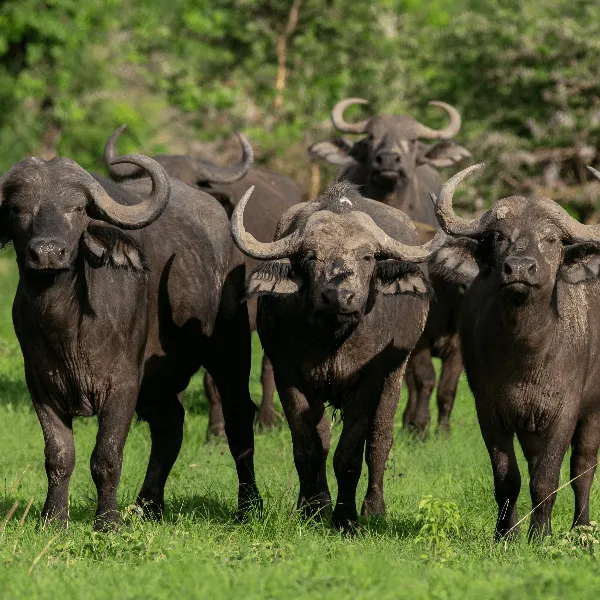 UWA Murchison Falls