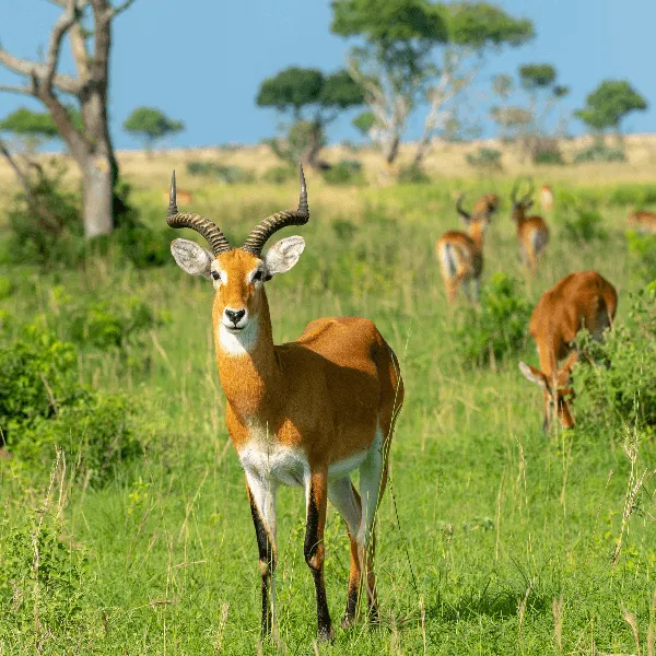 UWA Murchison Falls