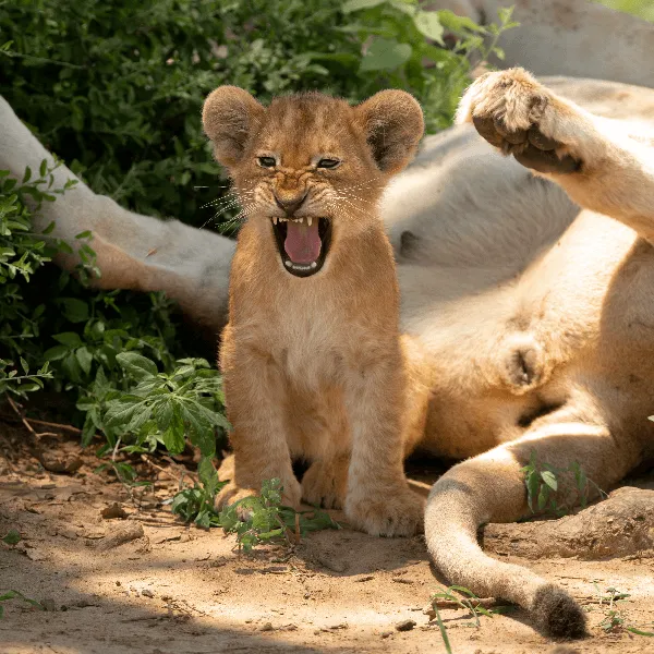 UWA Murchison Falls