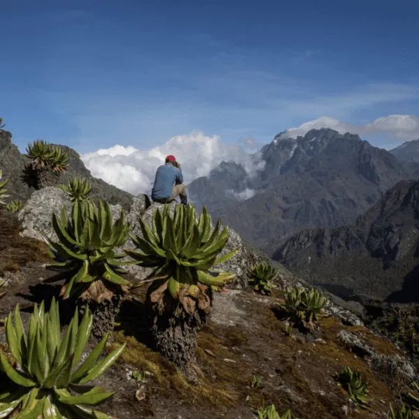 Rwenzori trekking Services