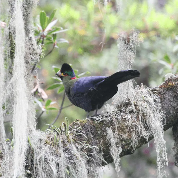 Rwenzori trekking Services