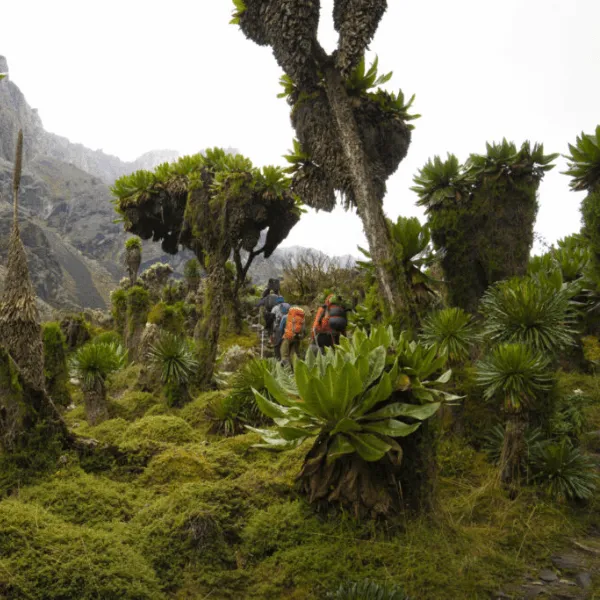 Rwenzori trekking Services