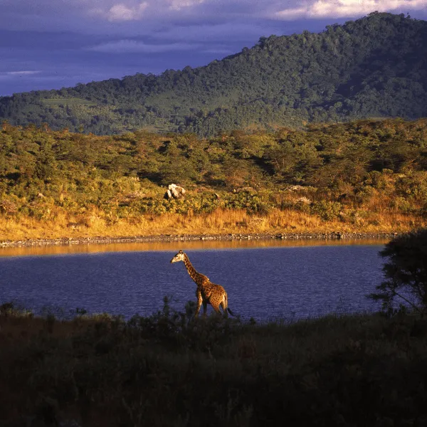 Elewana Arusha