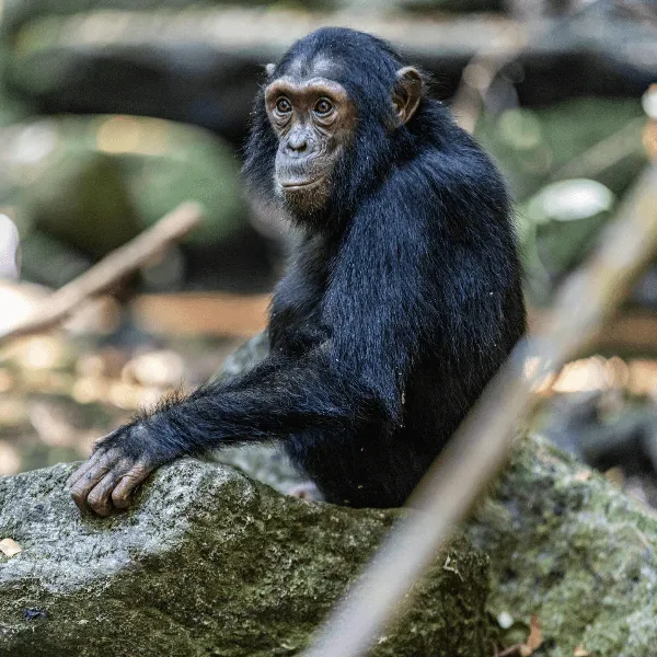 Greystoke Mahale Chimp