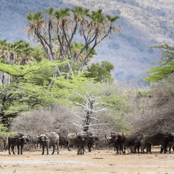 Sand River Selous