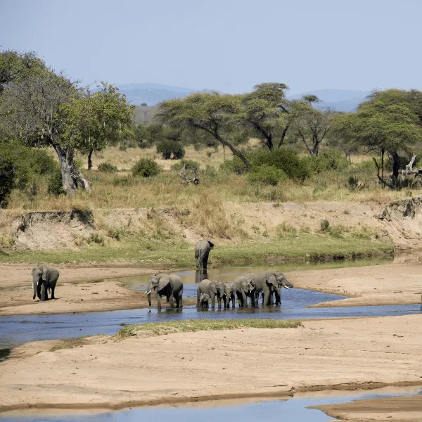 Sand River Selous