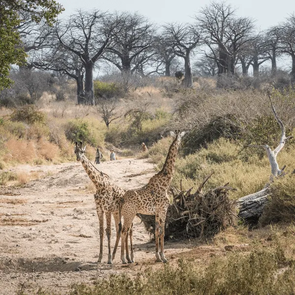 Kigelia Ruaha
