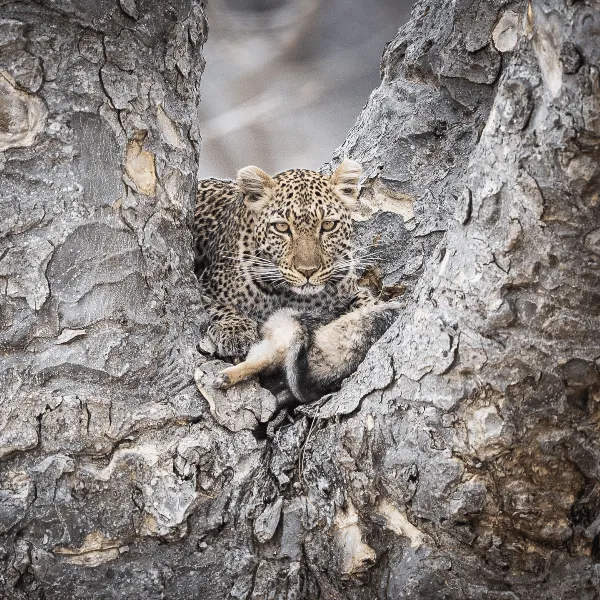 Kigelia Ruaha