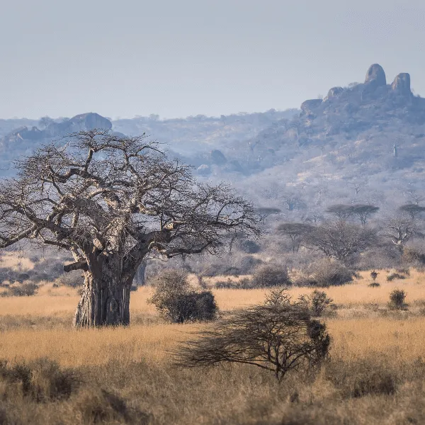 Kigelia Ruaha
