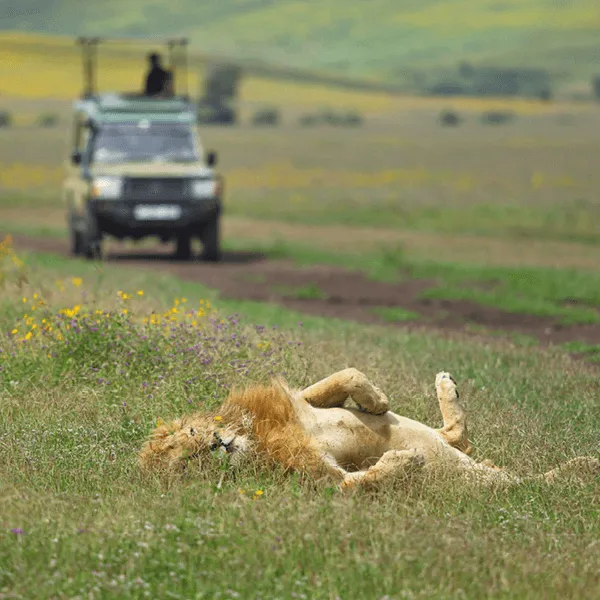 The Highlands Ngorongoro Crater
