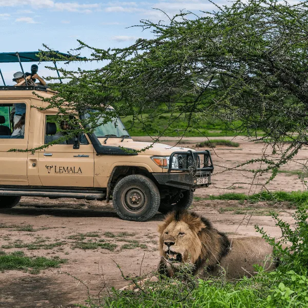 Serengeti Lemala