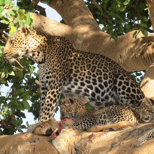 Serengeti Lemala