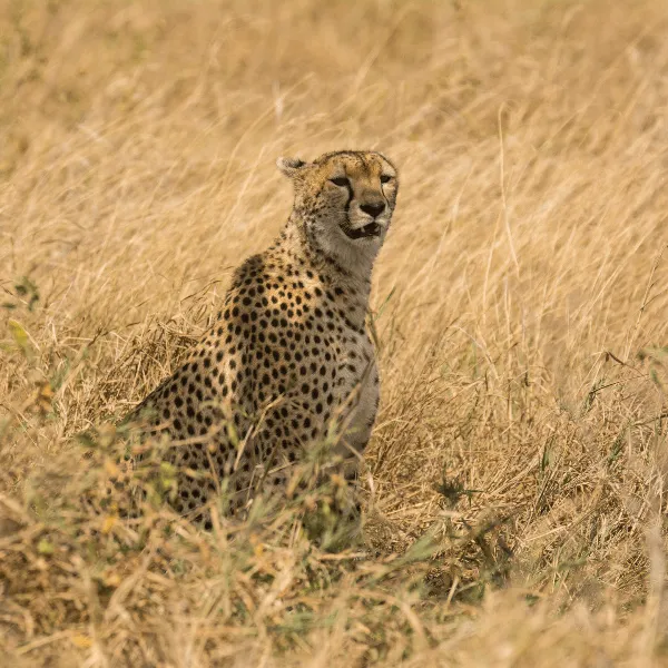 Serengeti Lemala