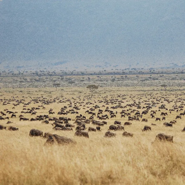 Maasai Mara Little Governors