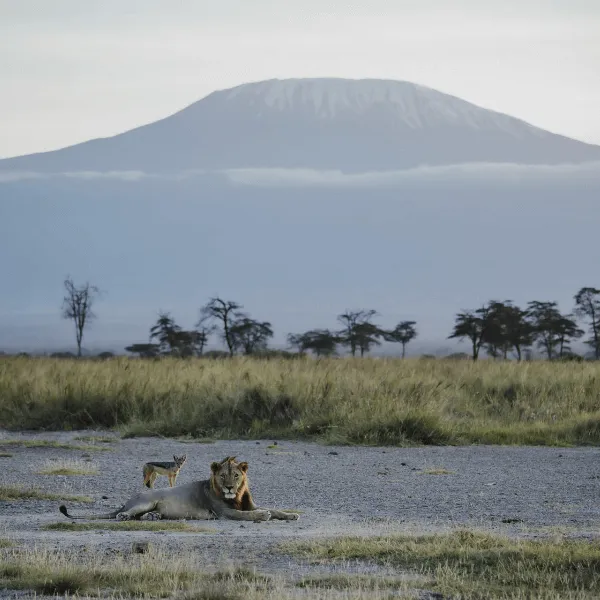 Angama Amboseli