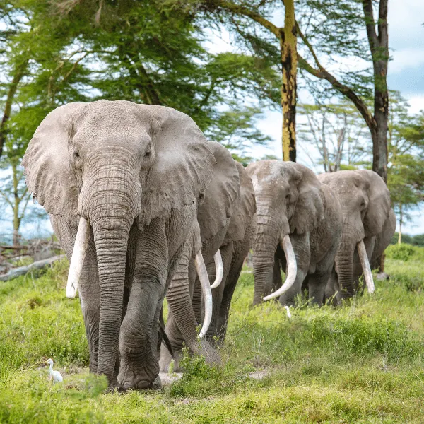 Angama Amboseli