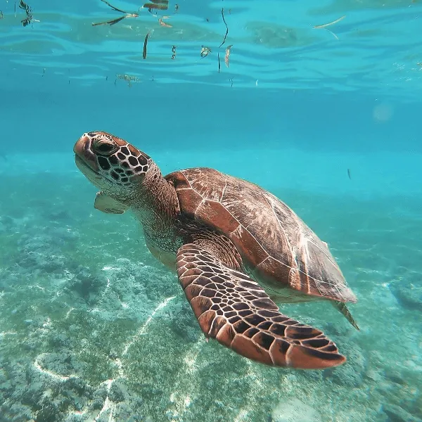 Diani Beach Elewana