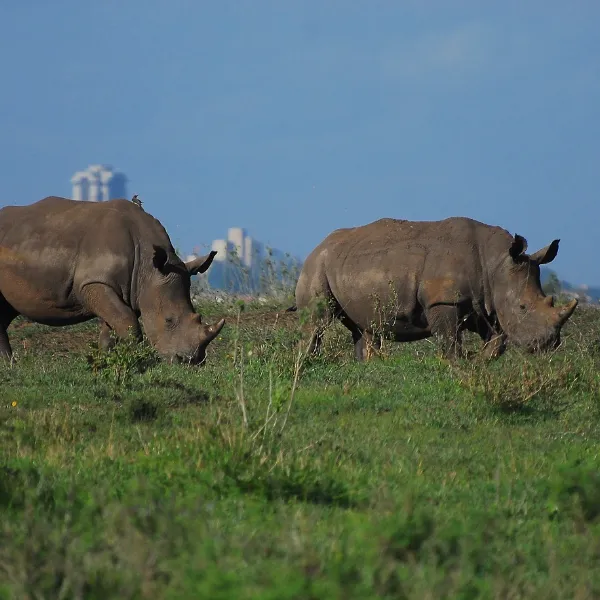 Nairobi