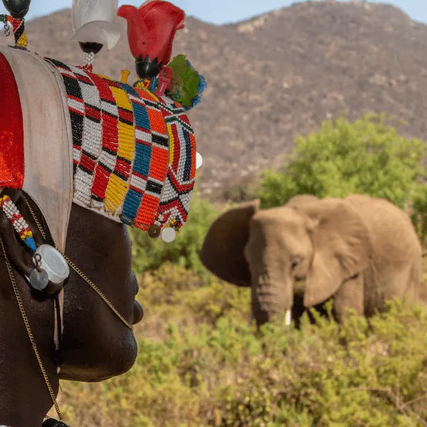 Samburu Sasaab