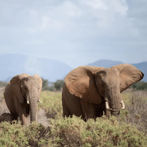 Samburu Sasaab