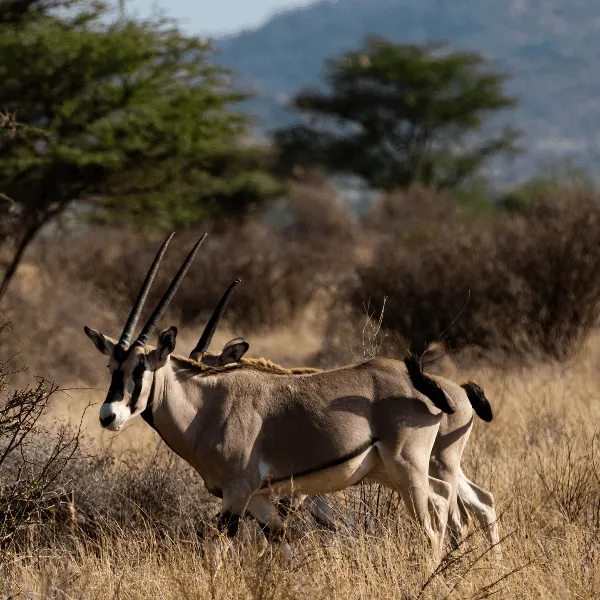 Samburu Sasaab