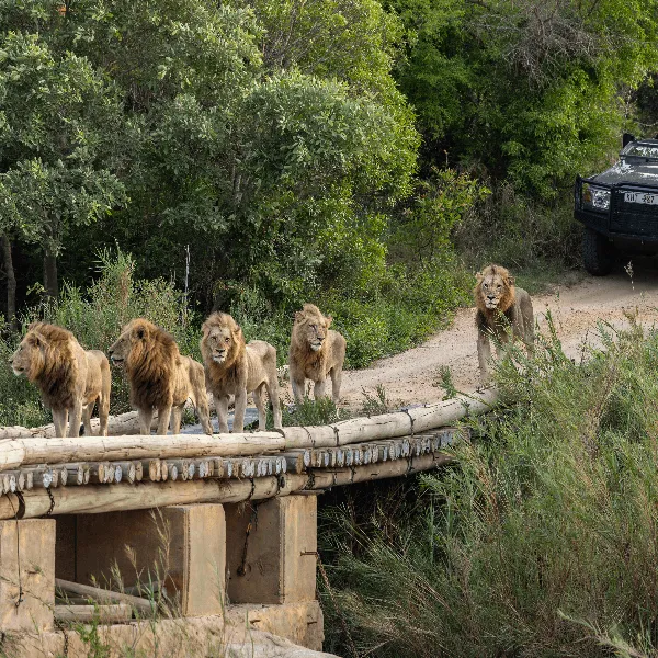 Lions Sands Ivory Lodge