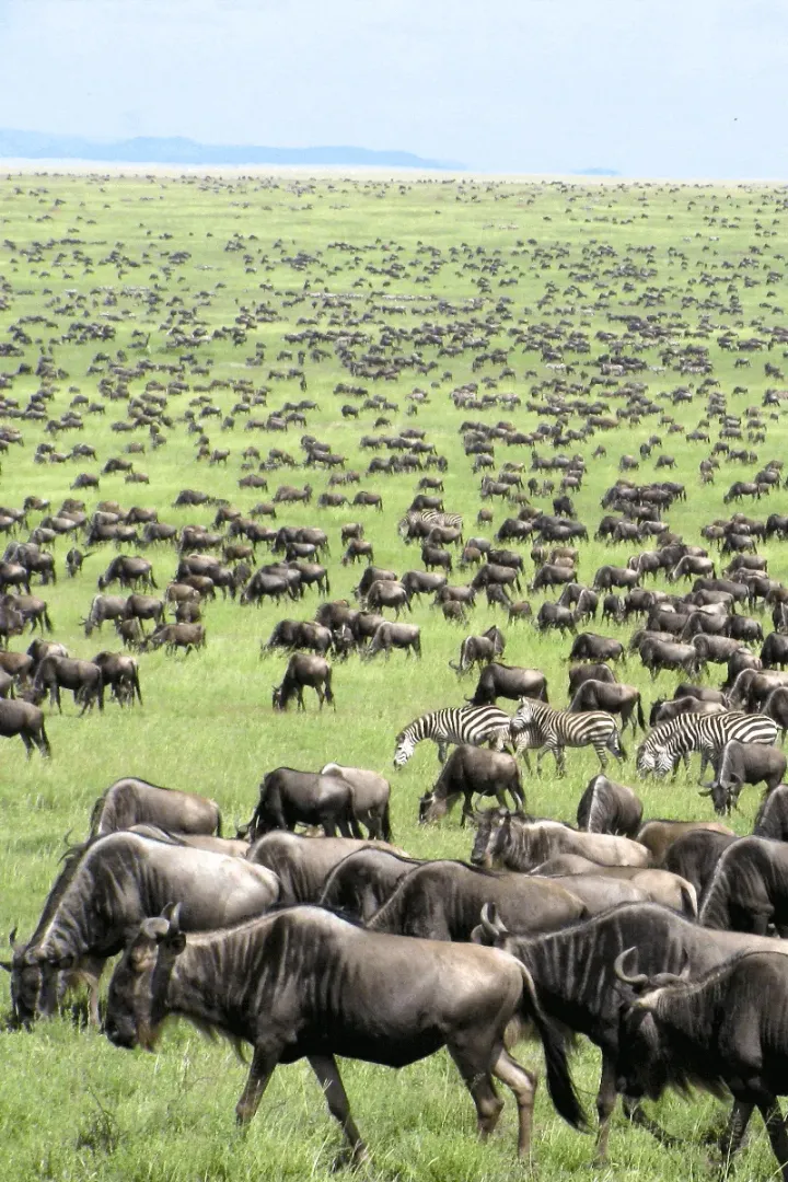 Great Migration