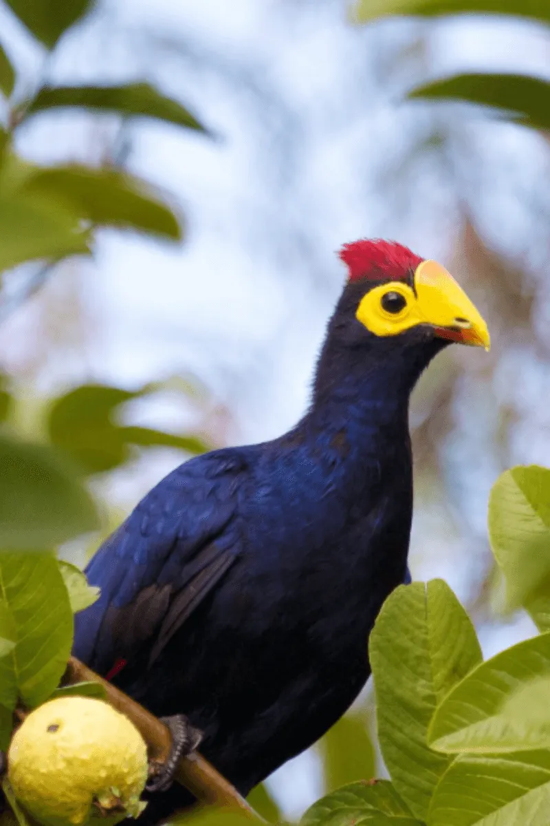 Visit Rwanda Birding