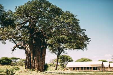 Tarangire Tortillis