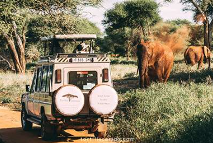Tarangire Tortillis