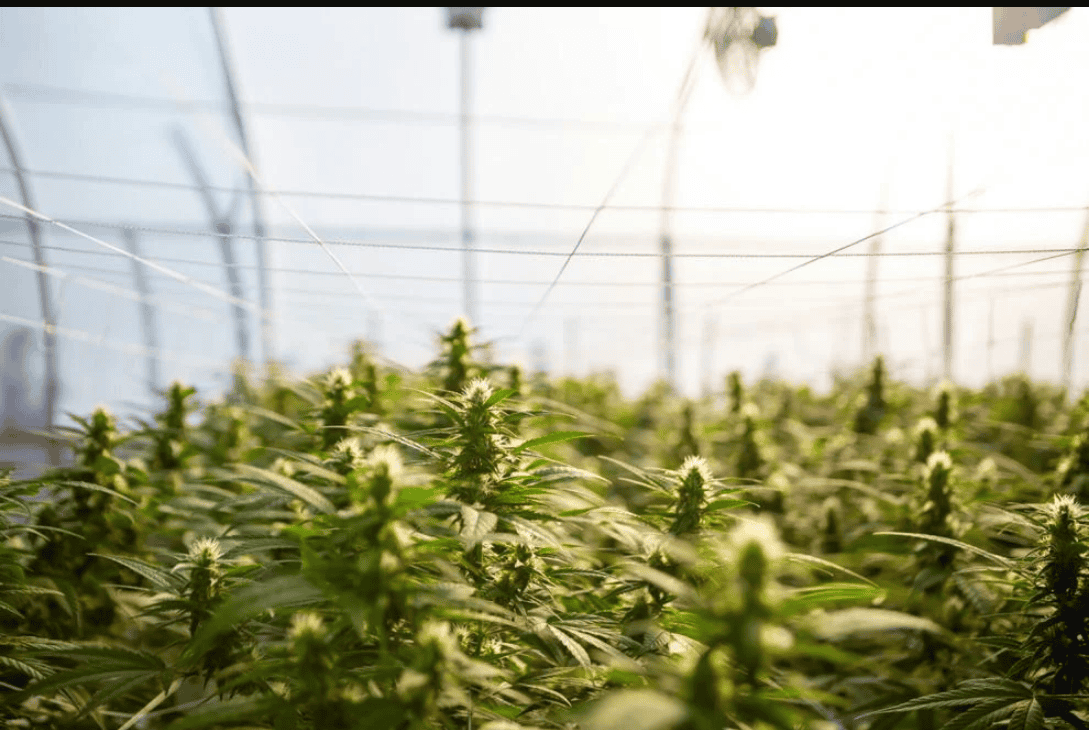 Massachusetts news about the Commonwealth Cannabis Commission (CCC)