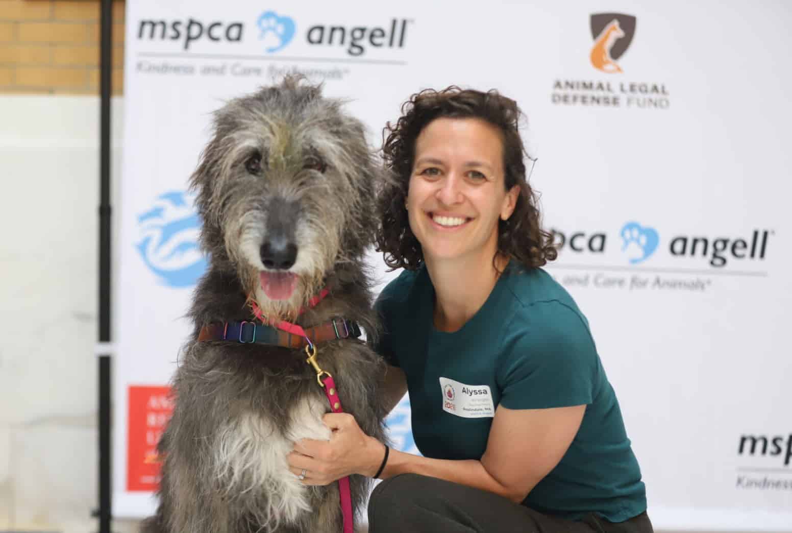 Massachusetts pet equity legislation affecting animal welfare and insurance underwriting practices