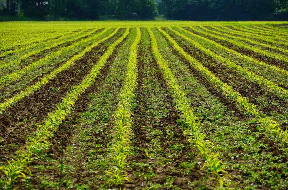The Pros and Cons of Crop Rotation
