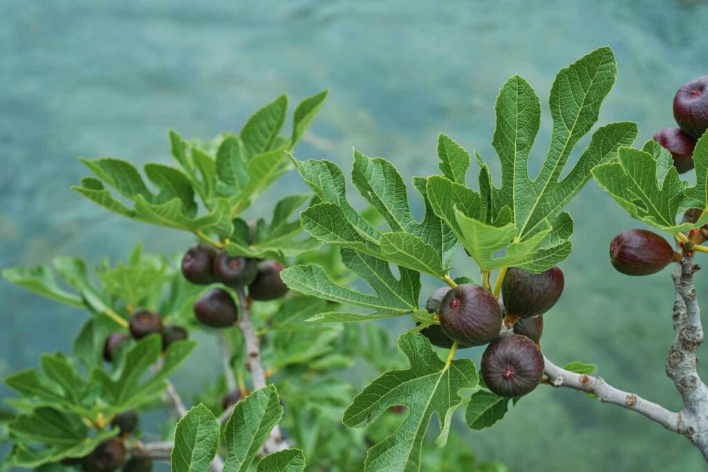 Fig Cultivation in India Fig Cultivation in India