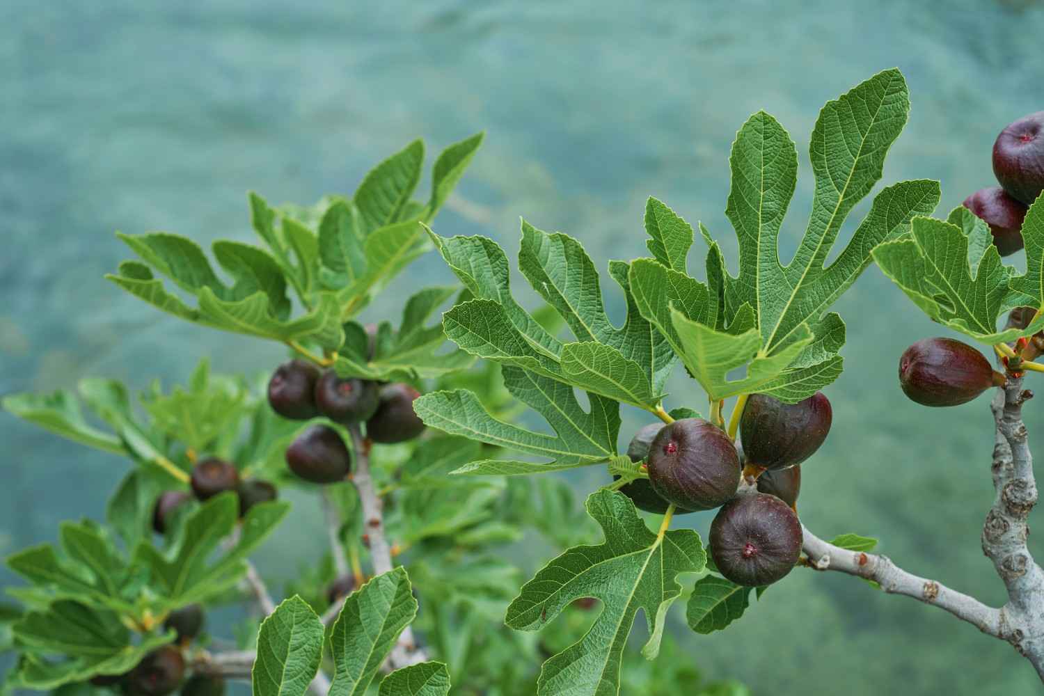 Fig Cultivation in India