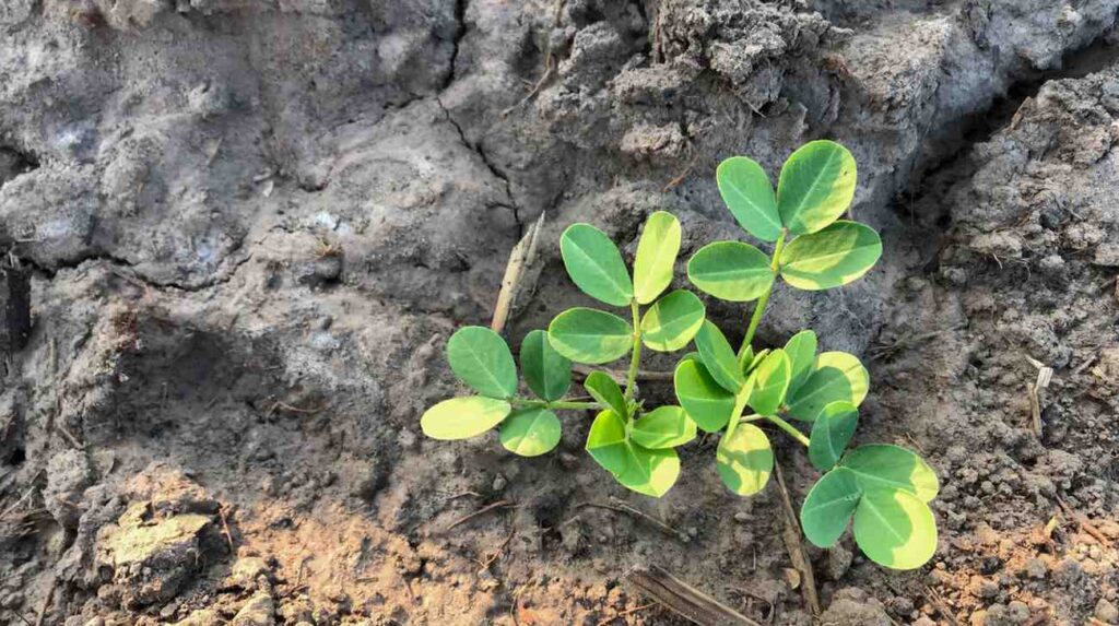 The Ultimate Guide to Growing and Caring for Peanut Plants
