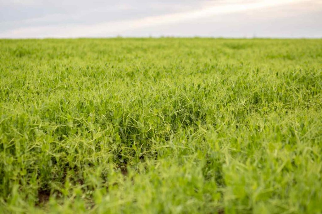 Green manure