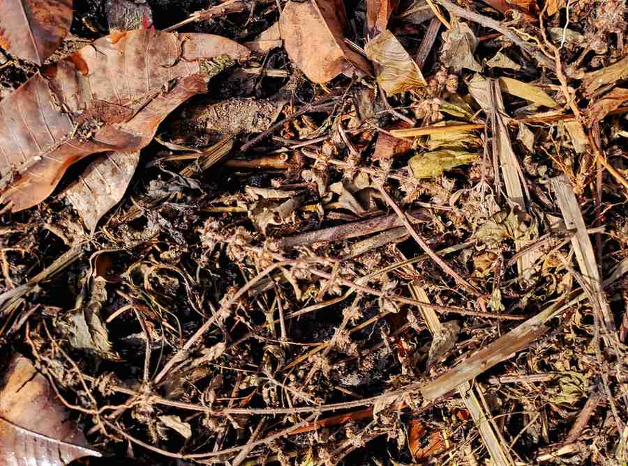 The Role of Decomposers: Nature’s Recyclers Explained