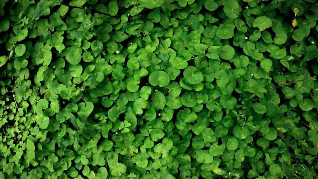 Best Green Manure Crops for 2025: Top Tips for Soil Fertility and Sustainable Farming