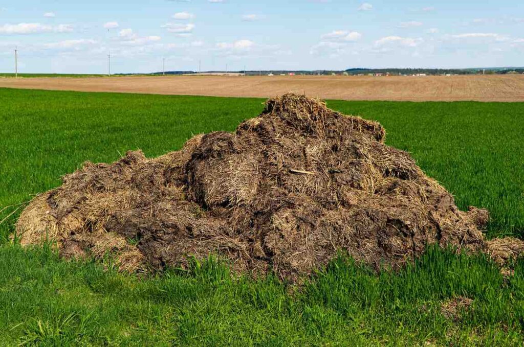 Best Manure and Fertilizers for Flowering Plants: Boost Your Blooms