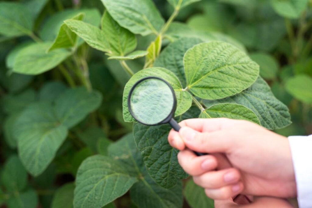 Soybean Irrigation Methods