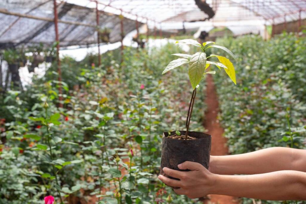 Polytunnel Gardening Made Easy