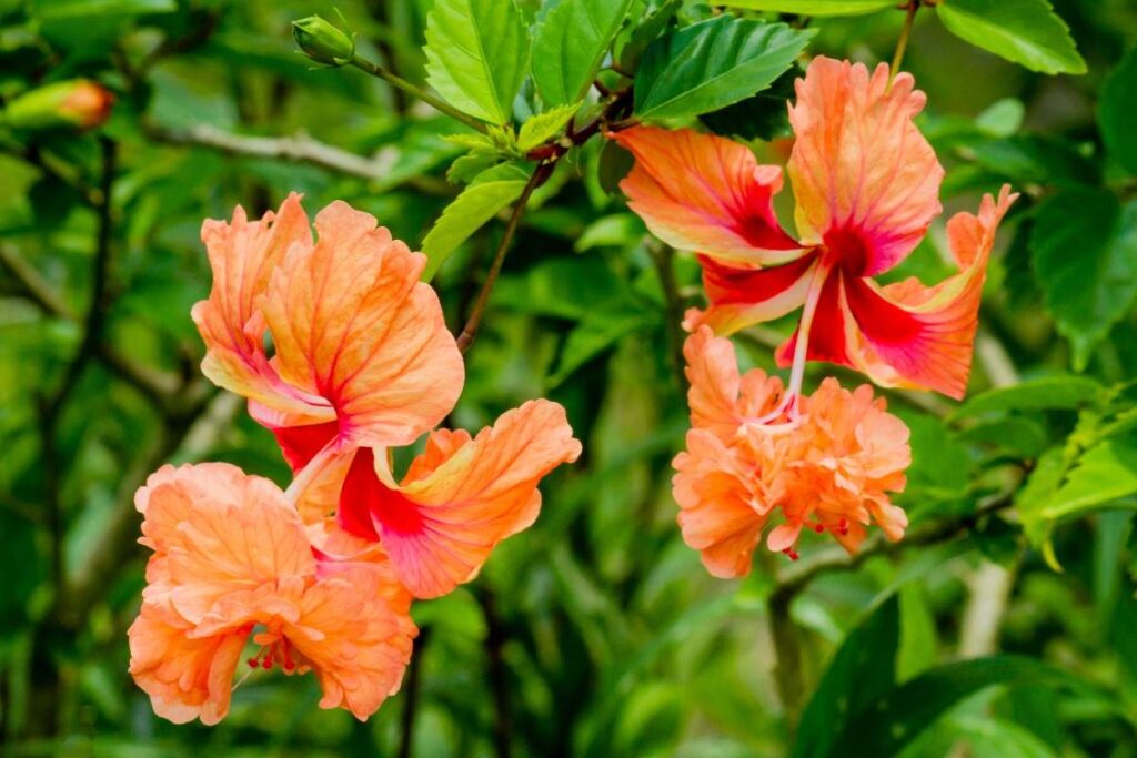 Hibiscus Plant Care