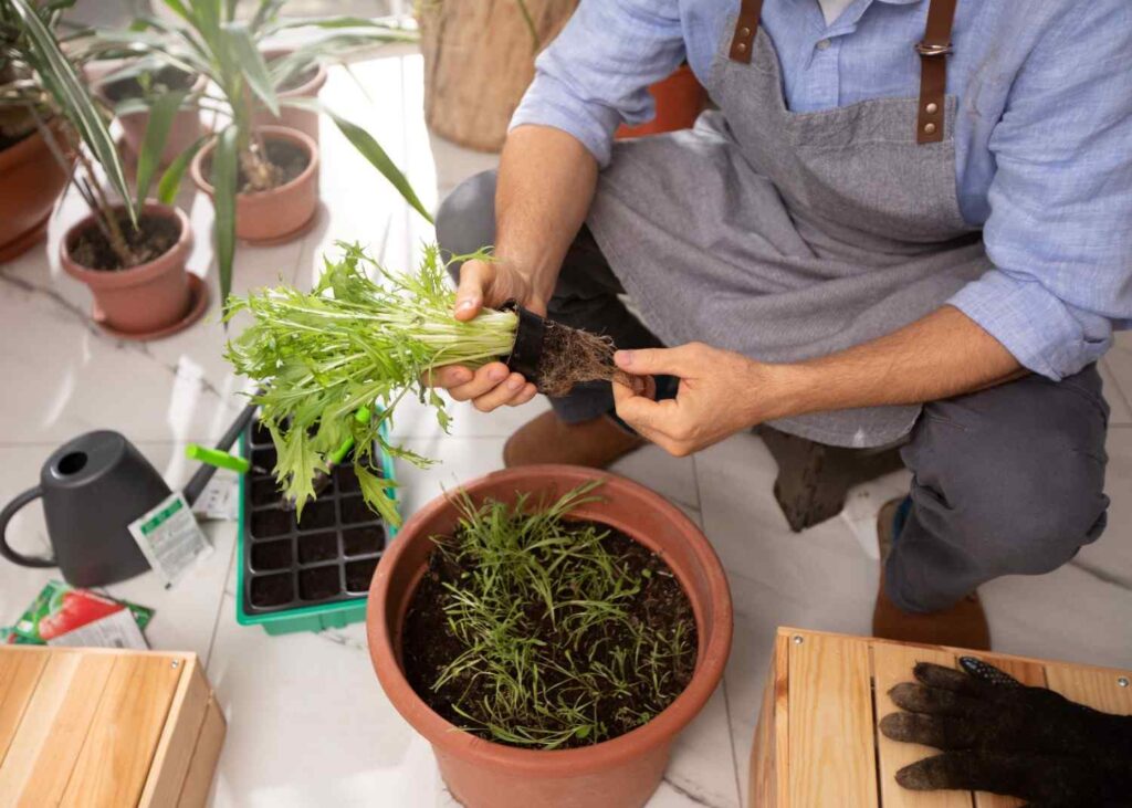 15 Key Rules for Successful Terrace Farming & Gardening (Expert Guide)