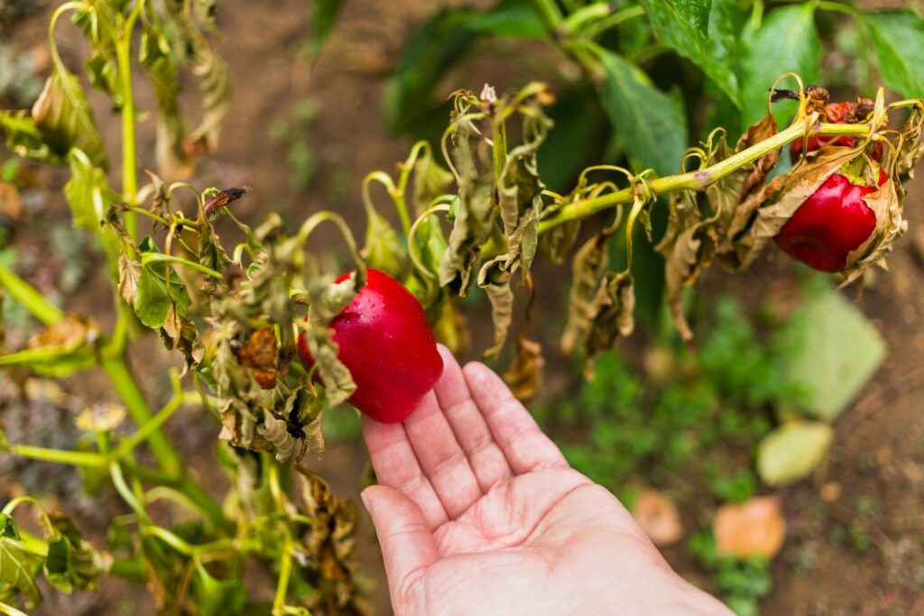 How to Grow Bell Peppers: Easy Tips for Bigger, Sweeter Peppers