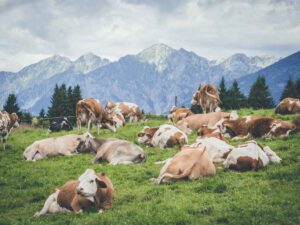 Cow Manure Explained: Nutrients, Benefits & Safe Use