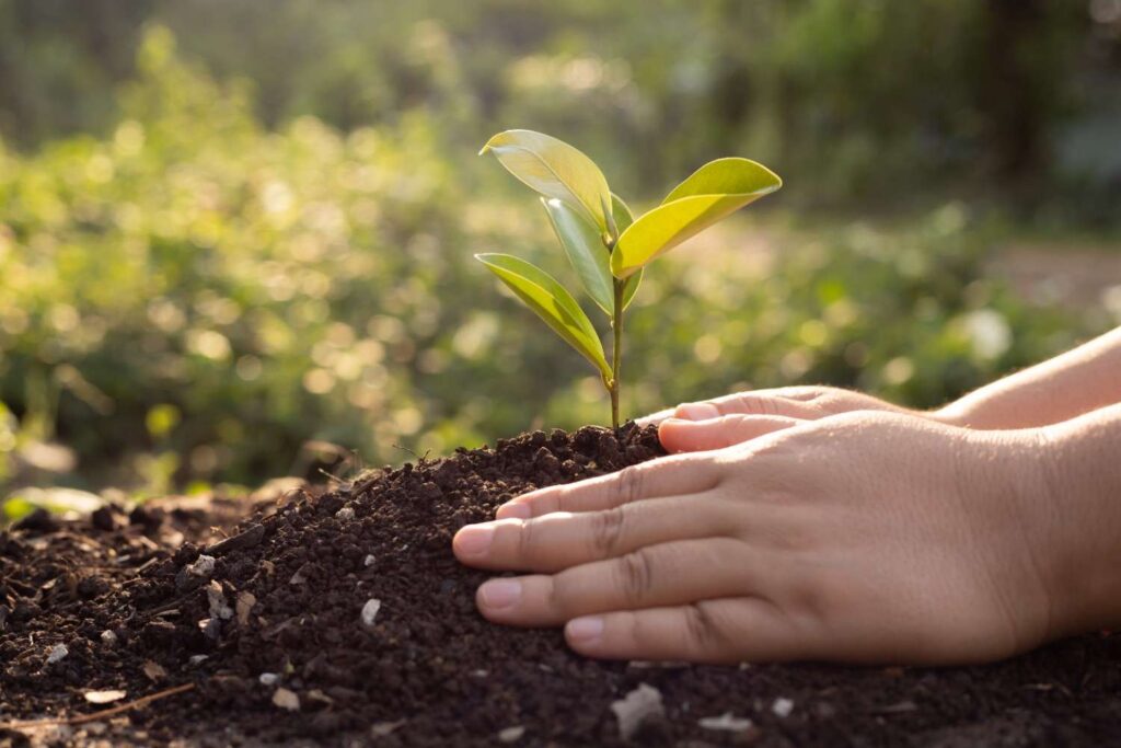 A Complete Guide to Fertilizers: Choose the Best One Easily