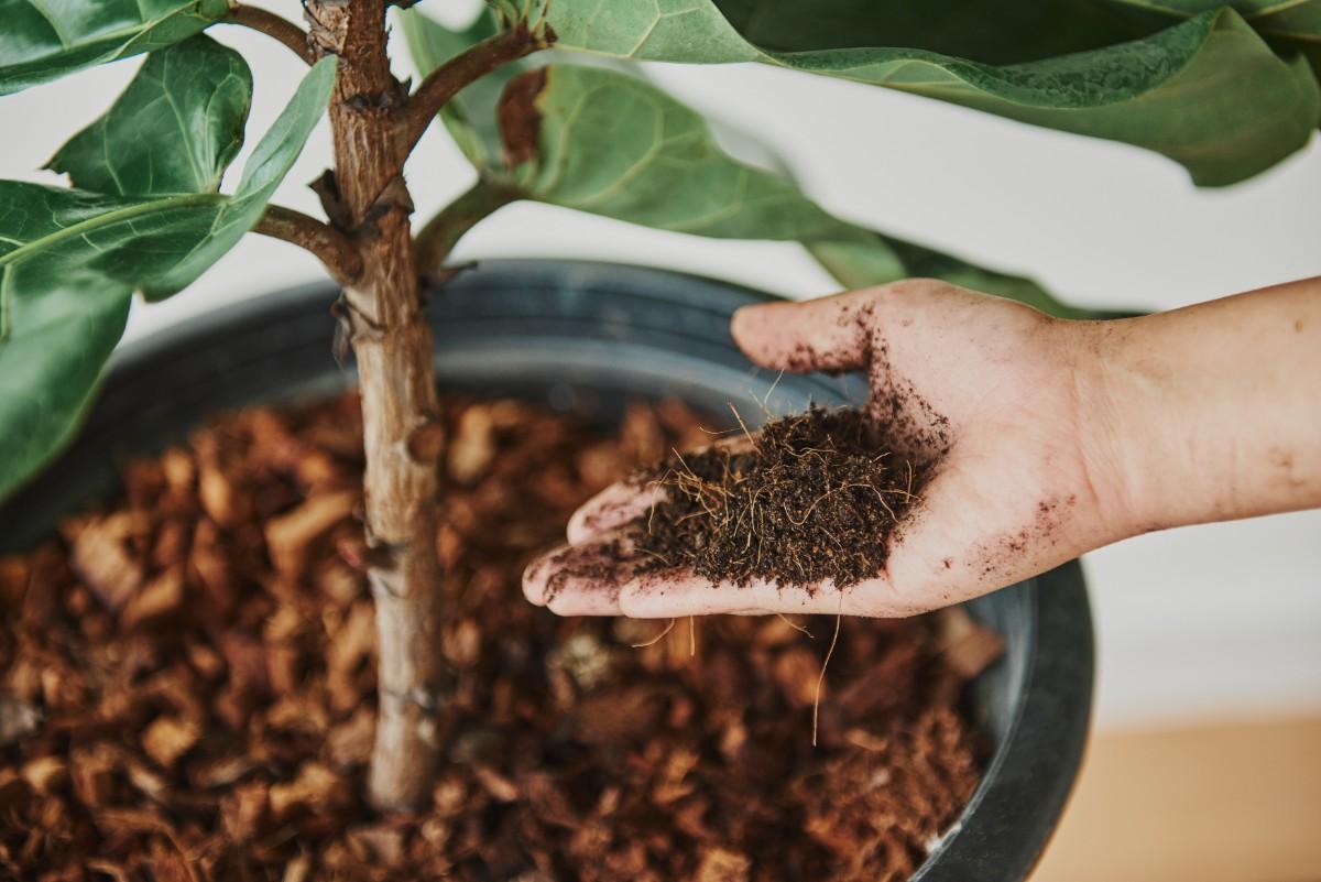 Compost Tea Explained: How to Brew It Safely, Use It Correctly, and Avoid Costly Mistakes